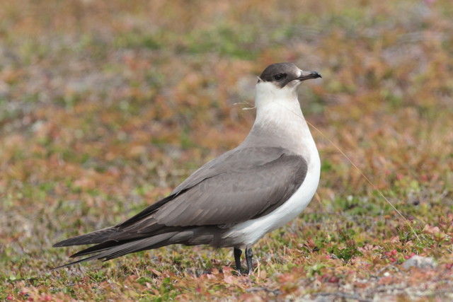 Voyage et ornithologie en Scandinavie 2024 C3hx