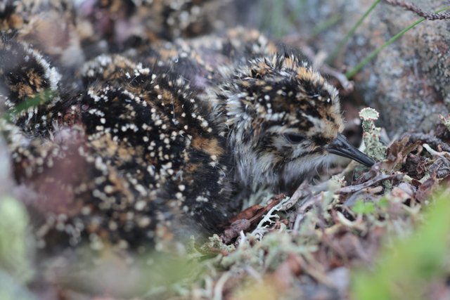 Voyage et ornithologie en Scandinavie 2024 Ceyv