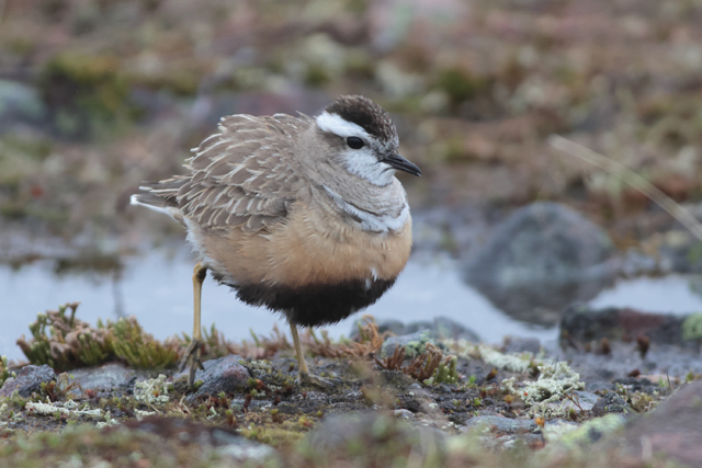 Voyage et ornithologie en Scandinavie 2024 H0e7