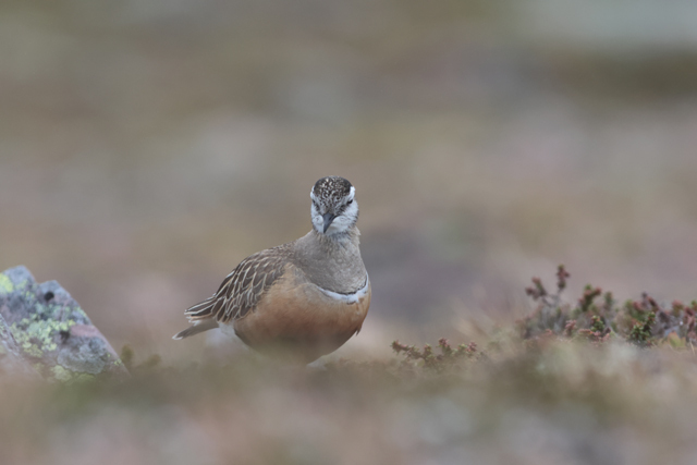 Voyage et ornithologie en Scandinavie 2024 Hzk8