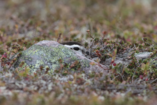 Voyage et ornithologie en Scandinavie 2024 In1j