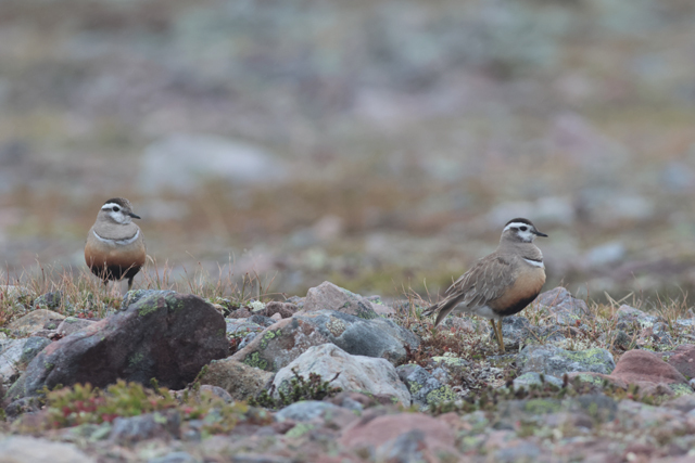 Voyage et ornithologie en Scandinavie 2024 K8ht