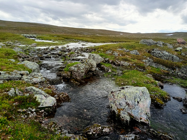 Voyage et ornithologie en Scandinavie 2024 Ktpd