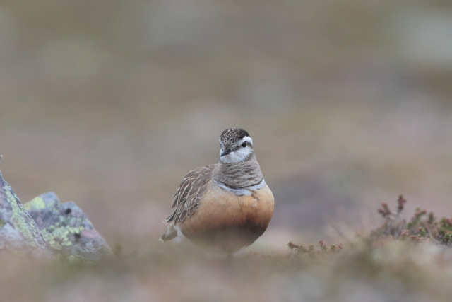 Voyage et ornithologie en Scandinavie 2024 Lql4