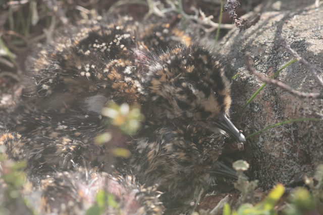 Voyage et ornithologie en Scandinavie 2024 M0rj