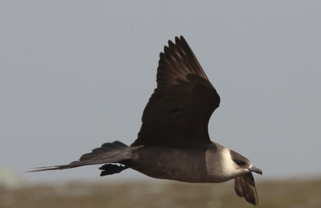 Voyage et ornithologie en Scandinavie 2024 Mdyh