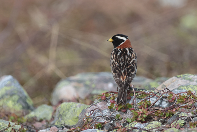 Voyage et ornithologie en Scandinavie 2024 Mxl3