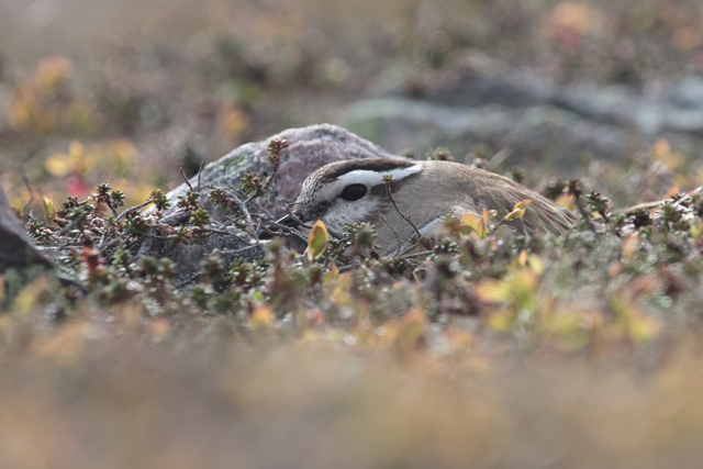 Voyage et ornithologie en Scandinavie 2024 Nmxr