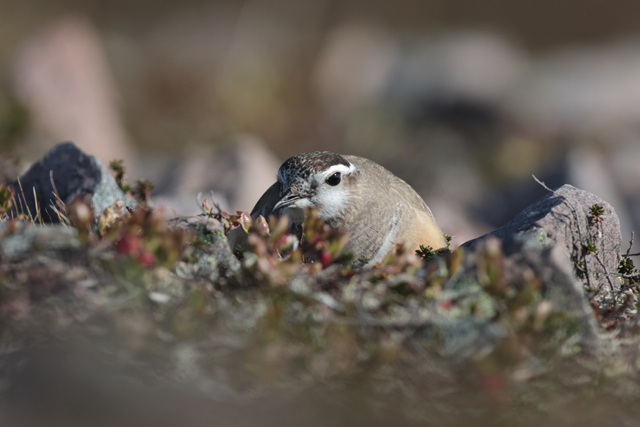 Voyage et ornithologie en Scandinavie 2024 Ovmh