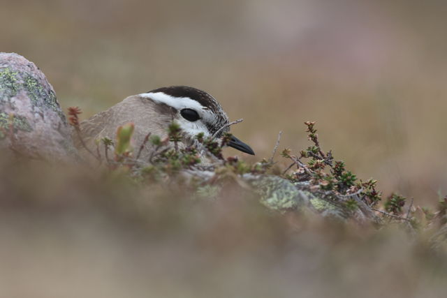 Voyage et ornithologie en Scandinavie 2024 Phfj