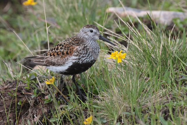 Voyage et ornithologie en Scandinavie 2024 Rj07