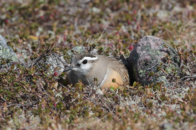 Voyage et ornithologie en Scandinavie 2024 Suql