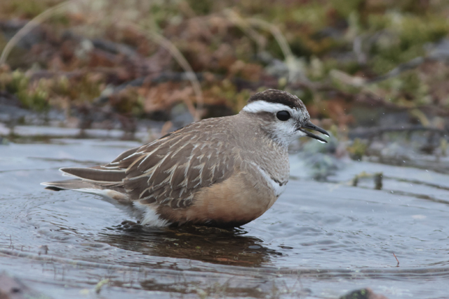 Voyage et ornithologie en Scandinavie 2024 T7rg