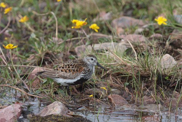 Voyage et ornithologie en Scandinavie 2024 U7v0