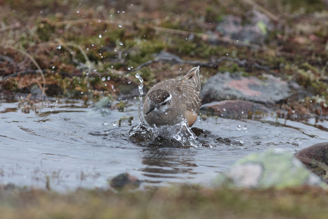 Voyage et ornithologie en Scandinavie 2024 Whpq