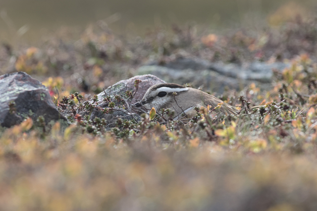 Voyage et ornithologie en Scandinavie 2024 Wli1