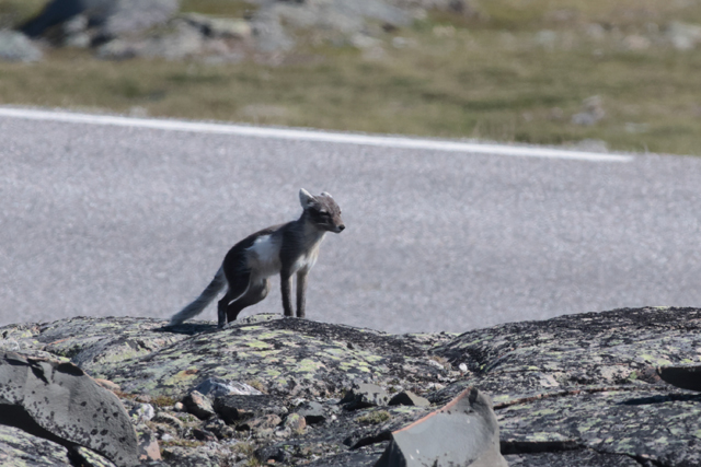 Voyage et ornithologie en Scandinavie 2024 0xoo