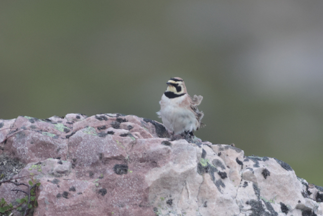 Voyage et ornithologie en Scandinavie 2024 1vkh