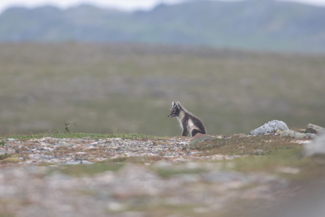 Voyage et ornithologie en Scandinavie 2024 2l18