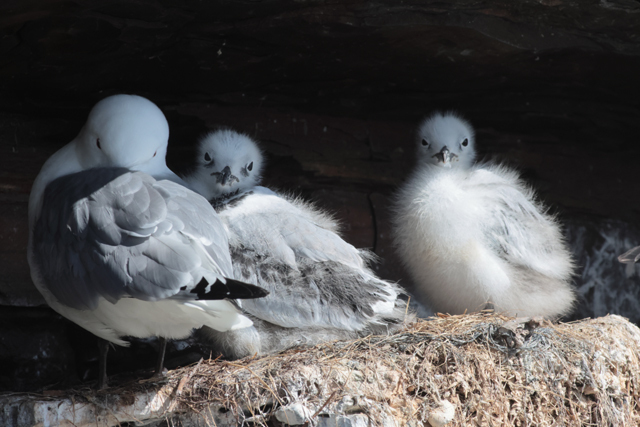 Voyage et ornithologie en Scandinavie 2024 2zhb