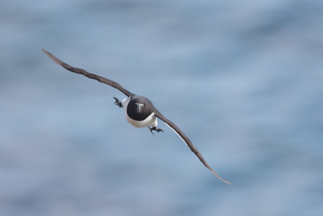 Voyage et ornithologie en Scandinavie 2024 8ydk