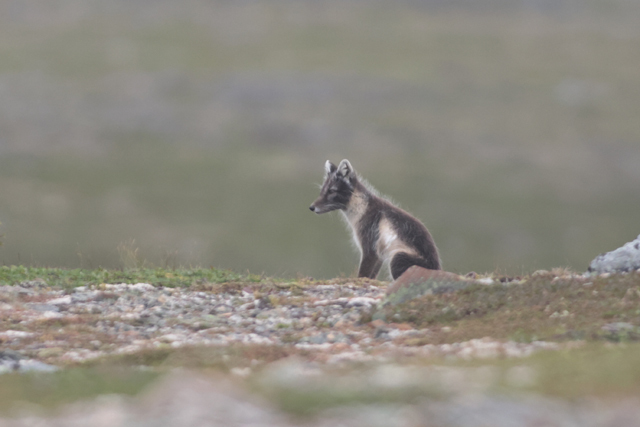 Voyage et ornithologie en Scandinavie 2024 9olv