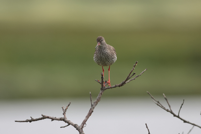 Voyage et ornithologie en Scandinavie 2024 A460