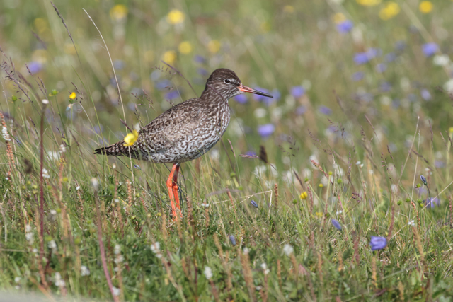 Voyage et ornithologie en Scandinavie 2024 Ayrd