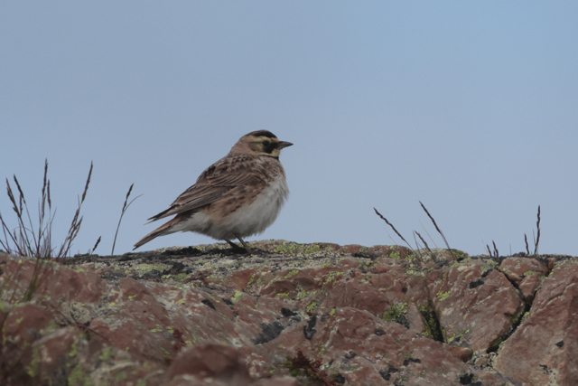 Voyage et ornithologie en Scandinavie 2024 Bluf