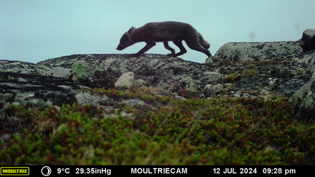 Voyage et ornithologie en Scandinavie 2024 Buak