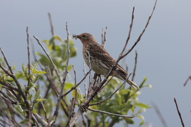 Voyage et ornithologie en Scandinavie 2024 D47s