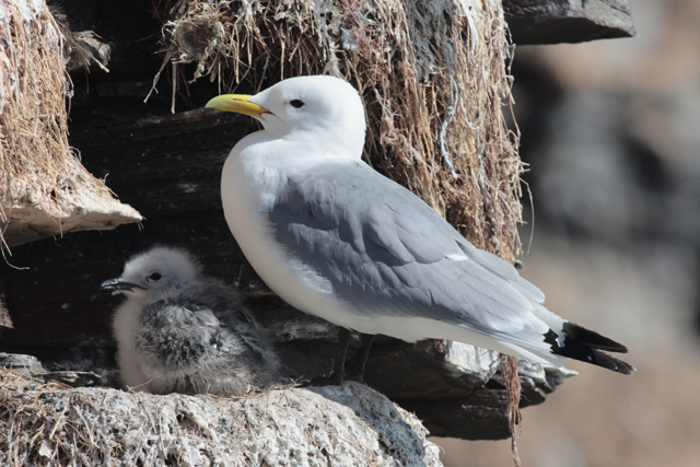 Voyage et ornithologie en Scandinavie 2024 Duus