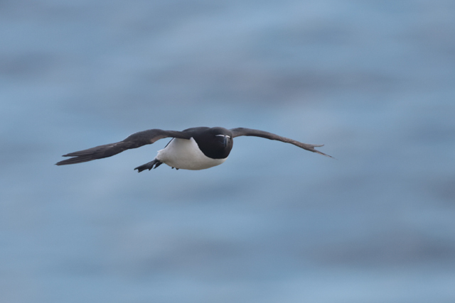 Voyage et ornithologie en Scandinavie 2024 Fkqg