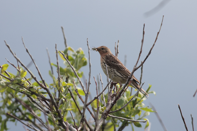 Voyage et ornithologie en Scandinavie 2024 H6qp