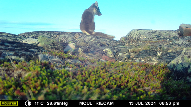 Voyage et ornithologie en Scandinavie 2024 Hame