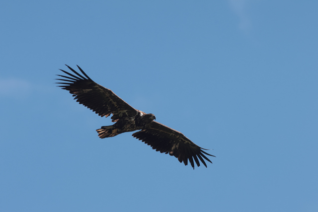 Voyage et ornithologie en Scandinavie 2024 Iozj