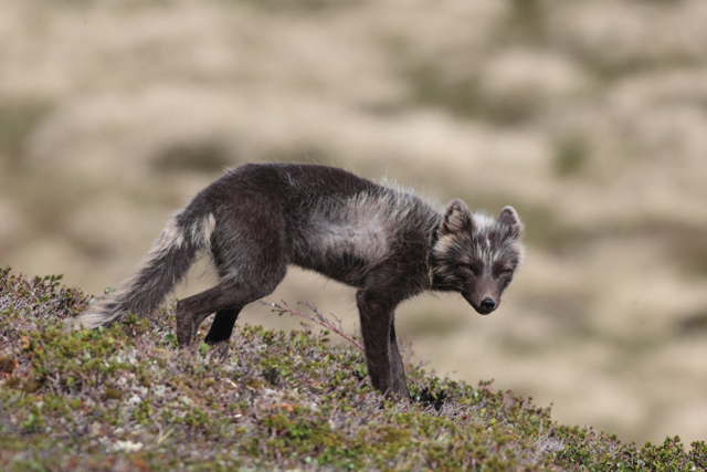 Voyage et ornithologie en Scandinavie 2024 Iuw7