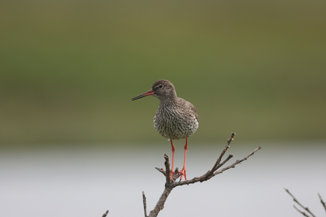 Voyage et ornithologie en Scandinavie 2024 J5ah