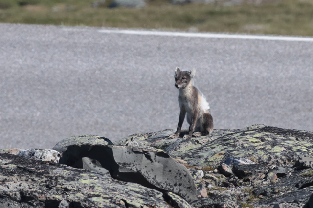 Voyage et ornithologie en Scandinavie 2024 L9bm