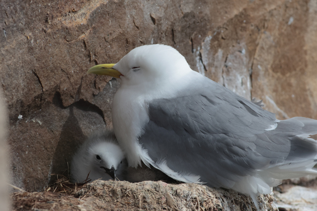 Voyage et ornithologie en Scandinavie 2024 Nv2s