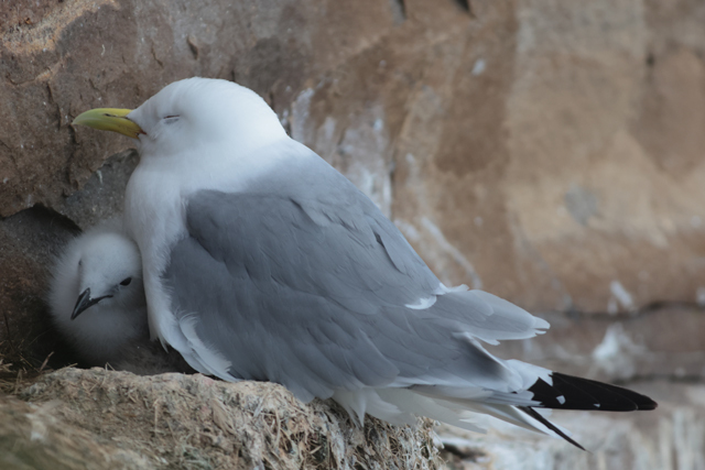 Voyage et ornithologie en Scandinavie 2024 Qg2a