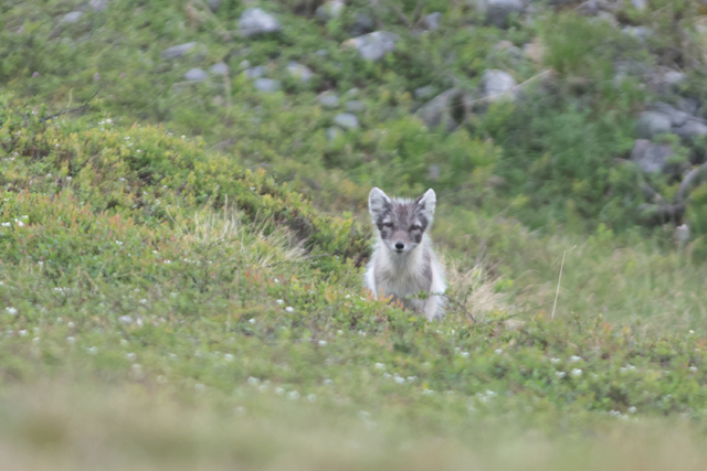 Voyage et ornithologie en Scandinavie 2024 Ux3q