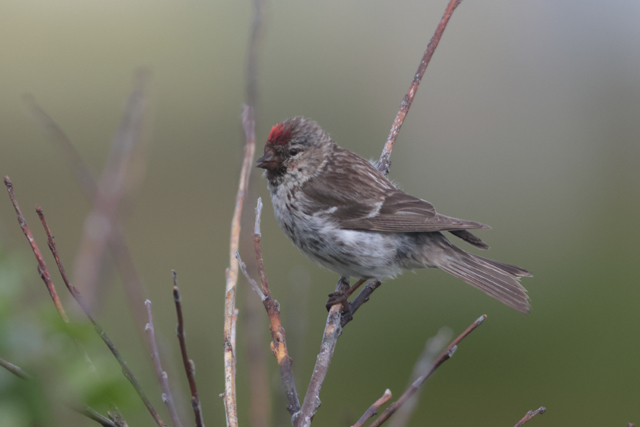 Voyage et ornithologie en Scandinavie 2024 Xptu