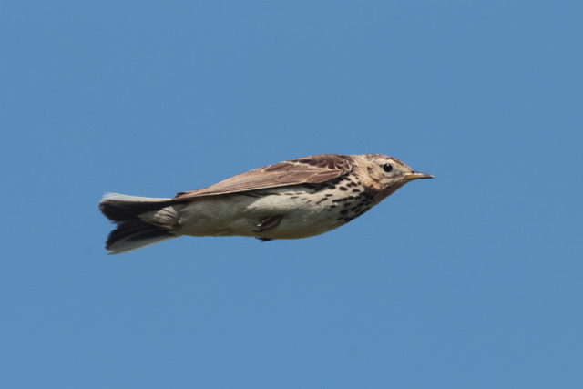 Voyage et ornithologie en Scandinavie 2024 Xq59