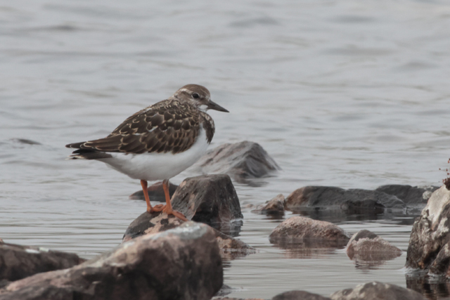 Voyage et ornithologie en Scandinavie 2024 17v6