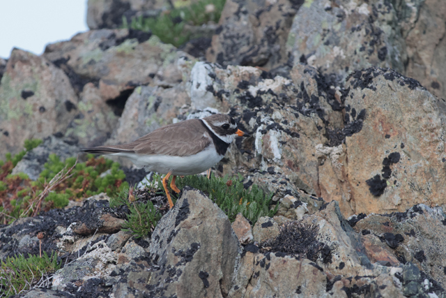 Voyage et ornithologie en Scandinavie 2024 3r2s