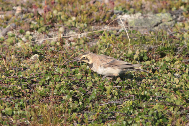 Voyage et ornithologie en Scandinavie 2024 47ua