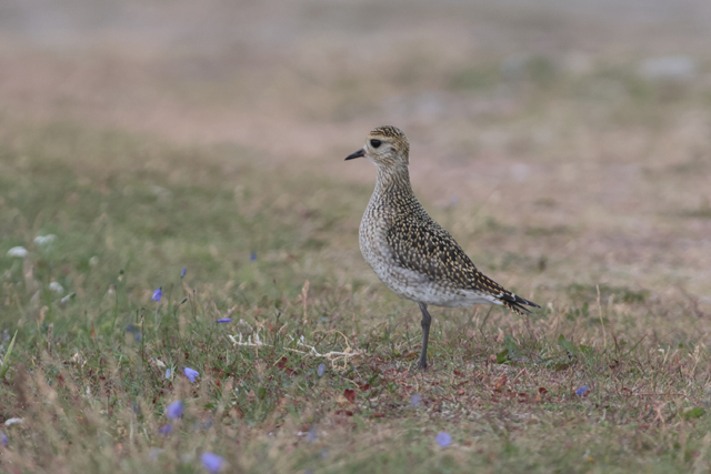 Voyage et ornithologie en Scandinavie 2024 4xx4