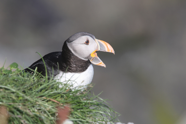 Voyage et ornithologie en Scandinavie 2024 5veb