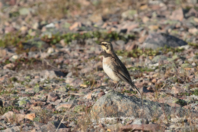 Voyage et ornithologie en Scandinavie 2024 5ywr